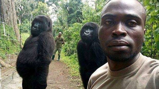 El selfie de los gorilas en el Congo se ha vuelto viral.