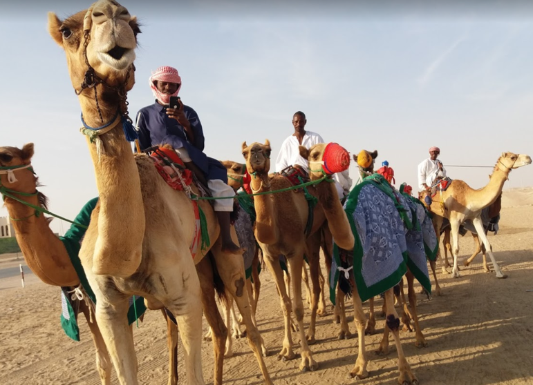 A modo ilustrativo, camellos campeones de carreras en el Camel Racing de Liwa. (EL CORREO)