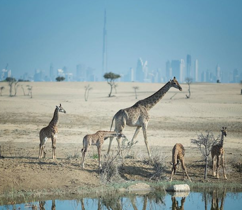 El jeque Hamdan publicó esta imagen de unas jirafas ante el Skyline de Dubai.