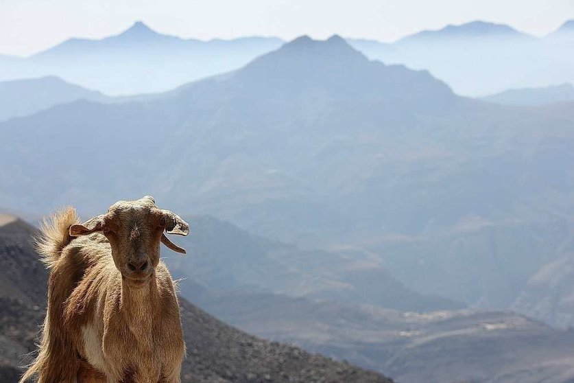 Una cabra en la cumbre de Jebel Jais. (EL CORREO)