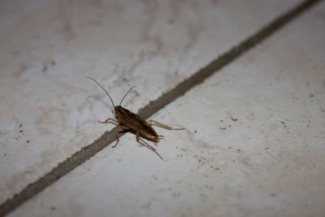 Cucaracha. (Raymond Zoller, Flickr)