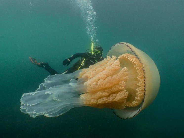 Luzzy Daly nada junto a la medusa. (Dan Abbott/Twitter)