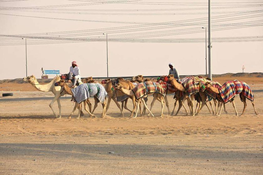 Traslado de camellos en el desierto de Liwa. (EL CORREO)