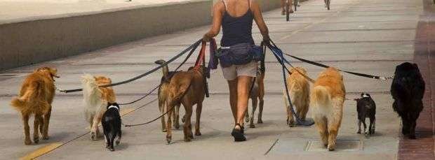 Los perros en la ciudad de Dubai deben pasear con correa.