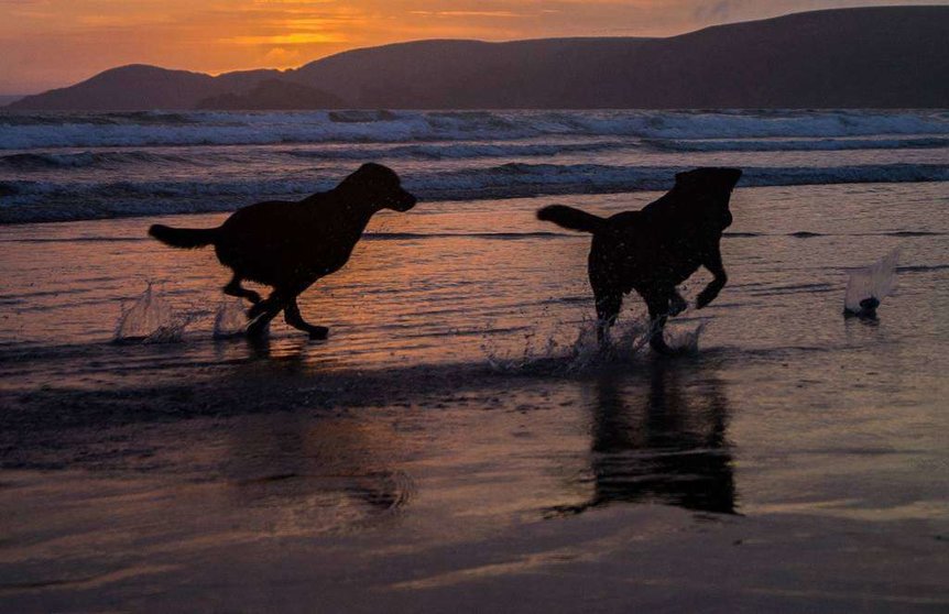 Dos perros recorren la playa al atardecer. (pxhere.com)