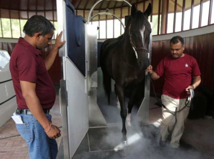Un caballo tras recibir tratamiento con crioterapia.