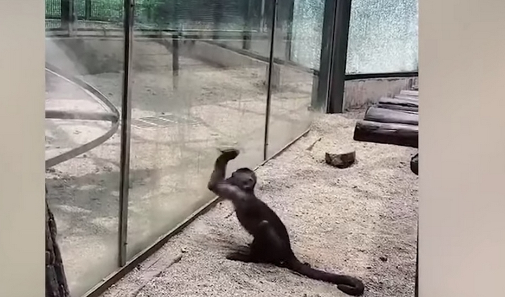 Una captura de pantalla del vídeo del mono rompiendo el cristal.