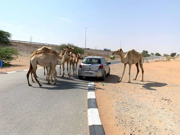 Un grupo de camellos en una carretera de Emiratos Árabes Unidos. (EL CORREO)
