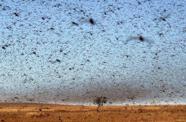 La plaga de langostas en países del Golfo cubren el sol. (Twitter)