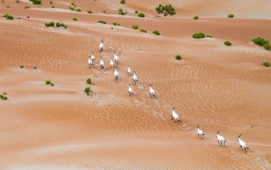 Órix árabes en el desierto. (WAM)