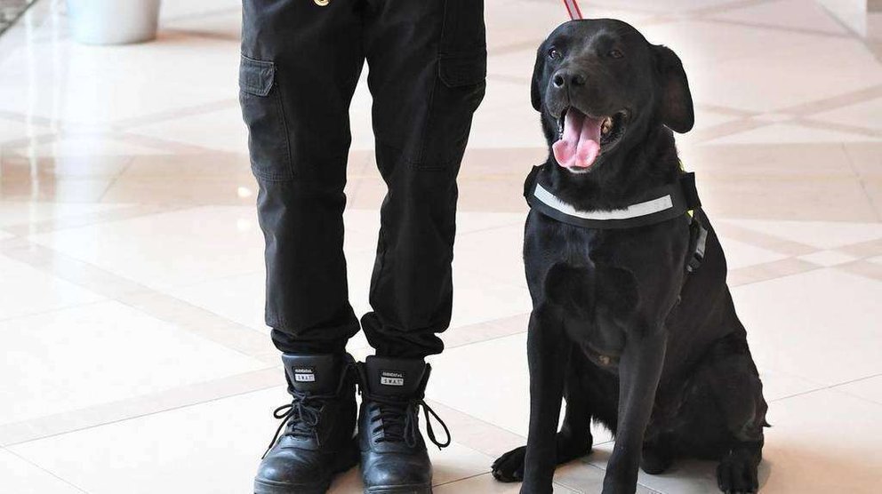 Pule, el perro policía de Dubai.