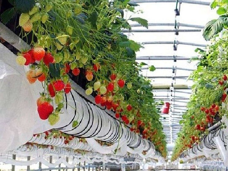 En la imagen de WAM, fresas cultivadas en Emiratos Árabes.
