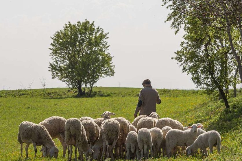 Rebaño de ovejas en el medio rural español. (Interovic)