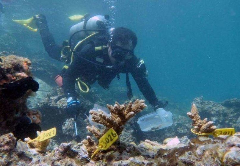 En la imagen de Reuters un buzo en los corales de Fujairah.