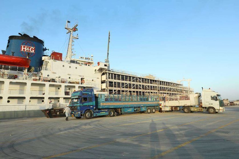 El barco que transportó a los animales desde Uruguay a Abu Dhabi. (WAM)