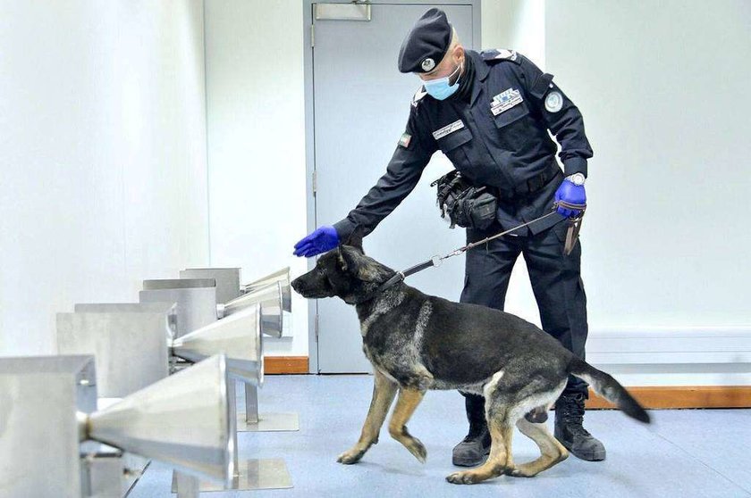 Perro policía detecta la presencia de coronavirus en pasajeros a su llegada al aeropuerto de Dubai. (WAM)