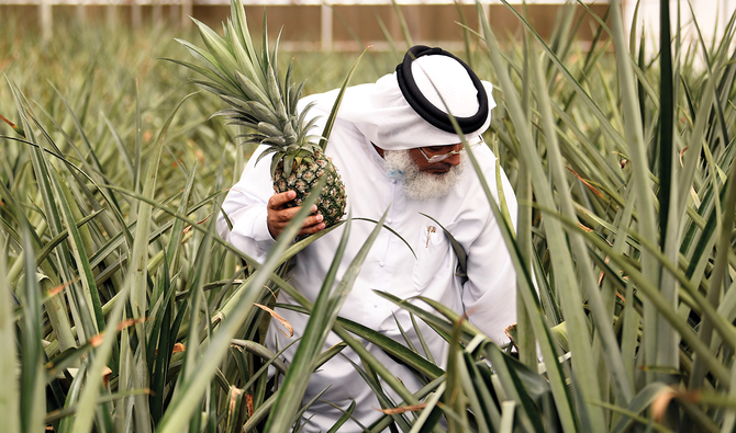 El agricultor emiratí Abdellatif Al-Banna camina entre piñas en su inteligente granja en Dubai. (AFP)