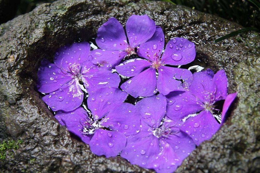Flores violetas. (Marta Pérez)