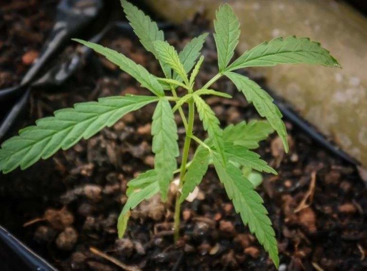 Una planta de cannabis. (Fuente externa)