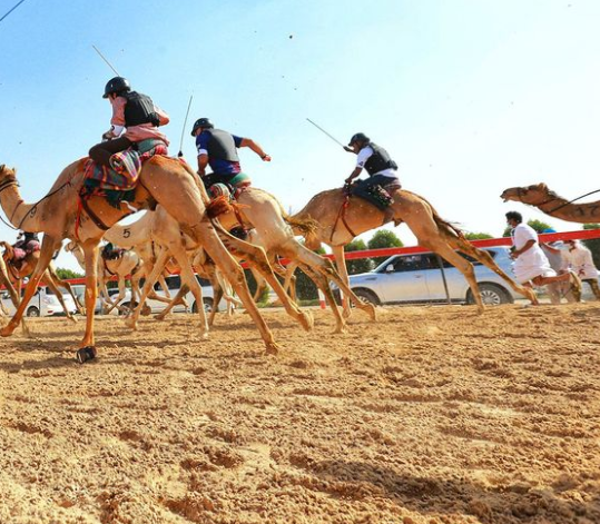 Un momento de la carrera de camellos. (Fuente externa)