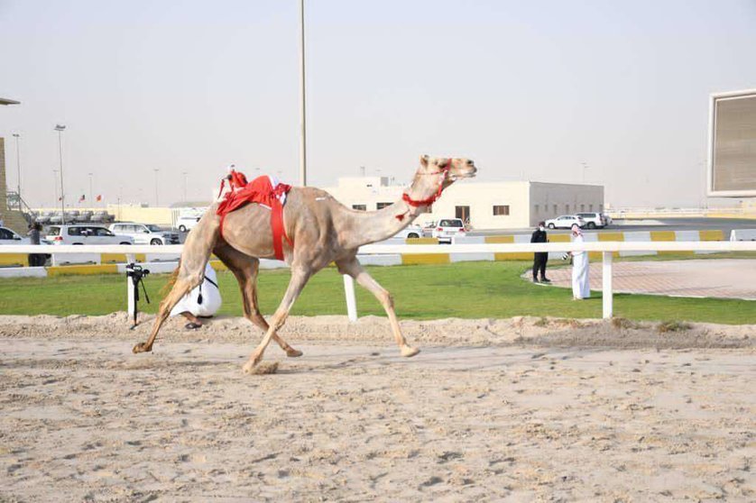 Uno de los camellos ganadores en Doha. (WAM)