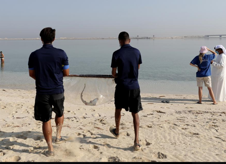 Crías de tiburones en Dubai. (AP)