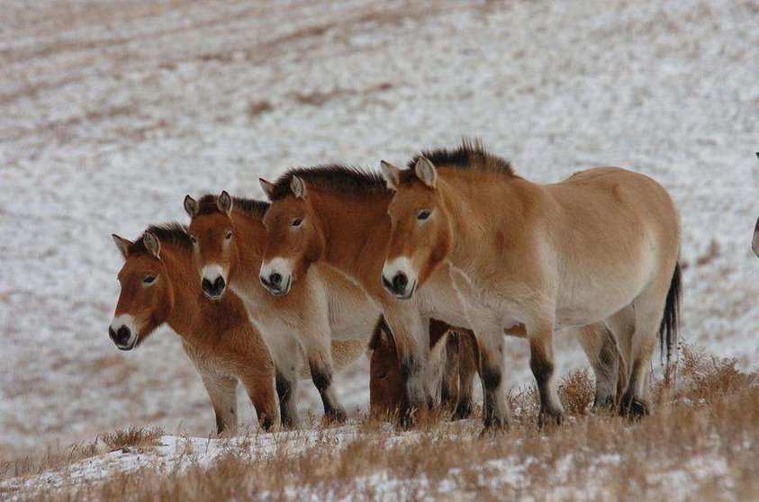 Los caballos de Przewalski en el Parque Nacional Hustai. (Cortesía del Fondo de Conservación de Especies Mohamed bin Zayed)