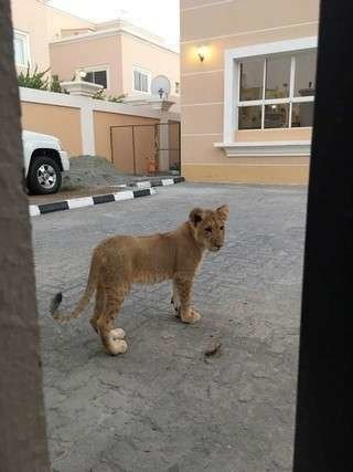 El cachorro de león en Khalifa City A.