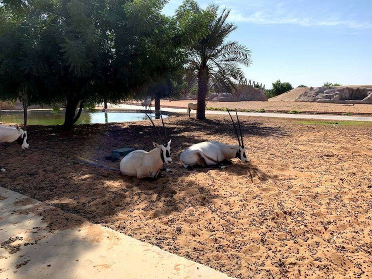 Una imagen de Dubai Safari Park. (EL CORREO)
