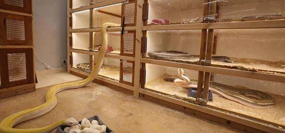 Las serpientes en la palacio saudí. (Fuente externa)