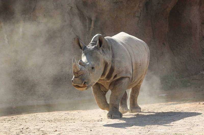 La cría de rinoceronte blanco. (Zoológico de Al Ain)