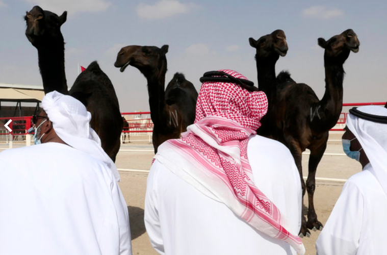 Los camellos en el concurso en Liwa. (Fuente externa)
