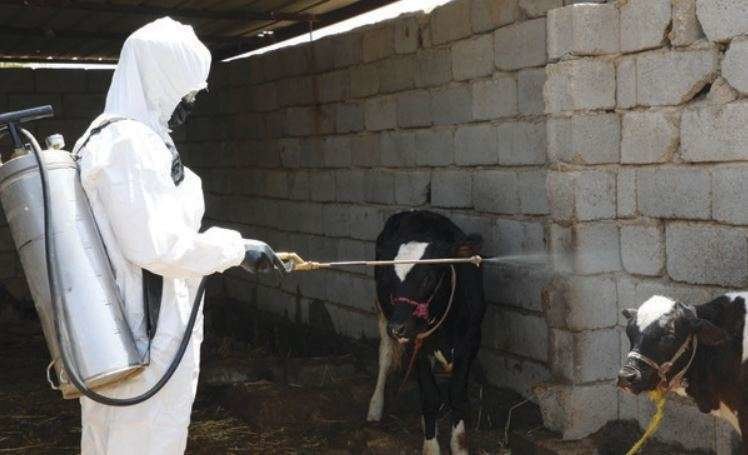 Un trabajador de la salud en Irak desinfecta terneros en una granja. (Fuente externa)