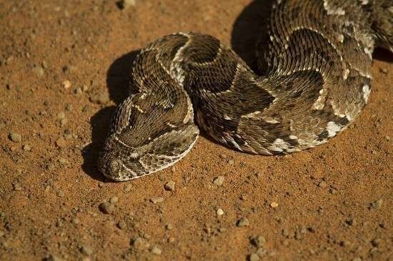 La serpiente africana Puff Adder fue encontrada en la carga aérea de un avión que aterrizó en un aeropuerto de Dubai.