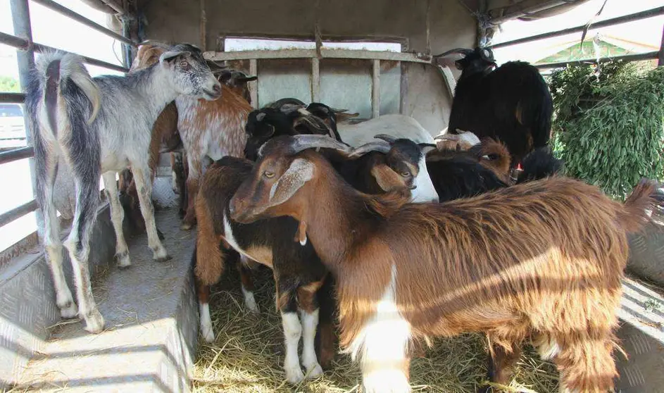 Cabras en el mercado  Ras Al Khaimah durante el Eid al Adha de 2014. (EL CORREO)