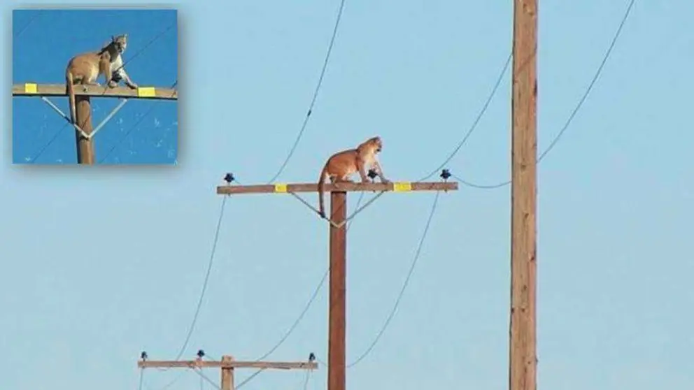 El puma es también conocido con el nombre de león de montaña.