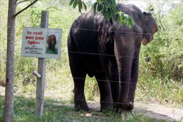 Elefante salvaje en Sri Lanka.