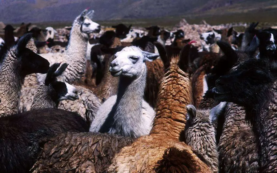 Un rebaño de llamas de Bolivia.