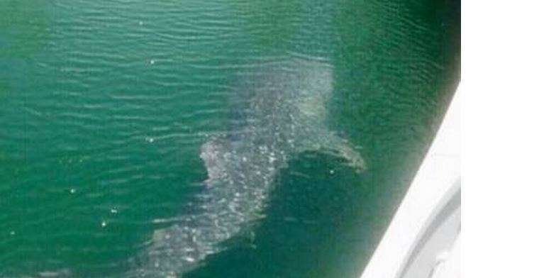 Un tiburón ballena manchado en aguas del Golfo Arábigo.