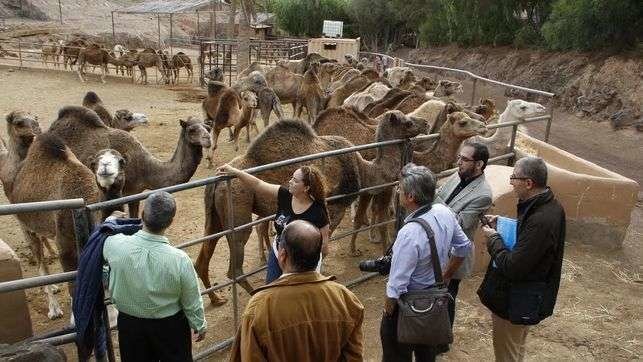 La granja de camellas es una de las más grandes de Europa.