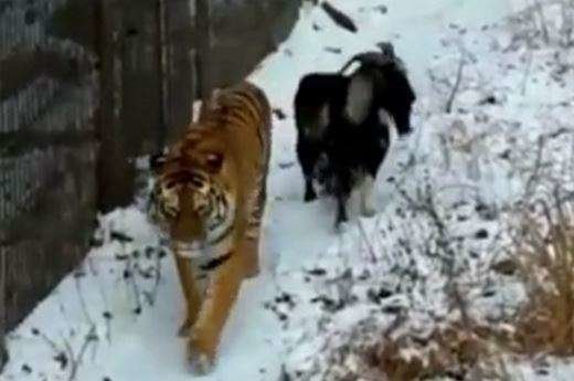La cabra y el tigre pasean juntos por el zoo.