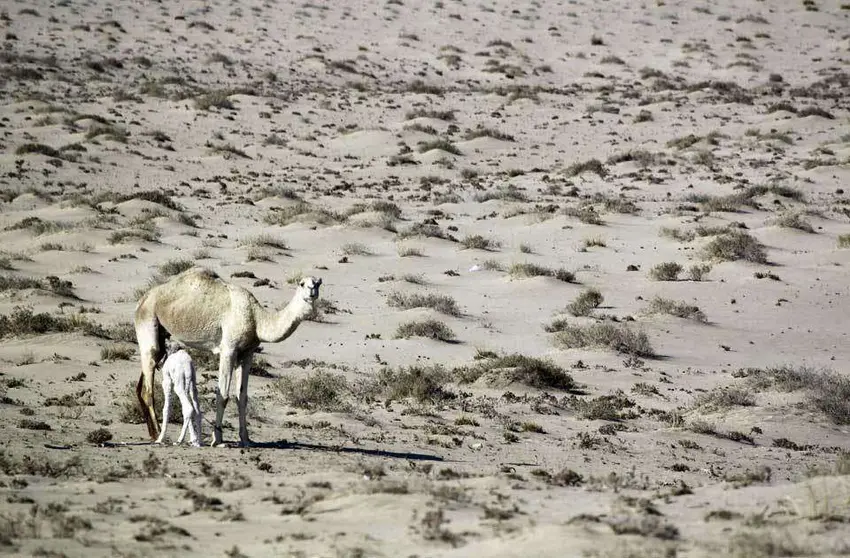 Una imagen del desierto de Samawa en Irak.