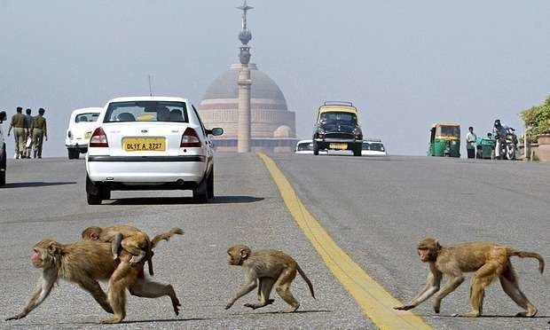 Los monos andan sueltos por muchas ciudades de la India. (Fuente externa)