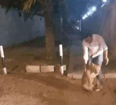 El león se encontraba caminando por una conocida zona de Dubai.