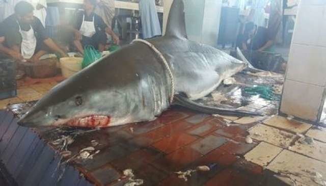 El tiburón saltó al barco en la costa de Fujairah.