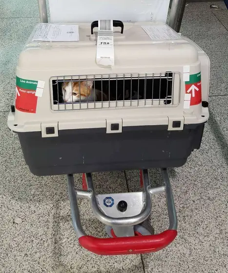 Uno de los gatos en su camino hacia Alemania. 