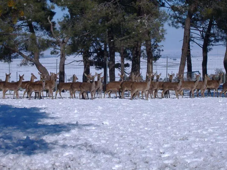 Ciervos en la granja de Segovia.