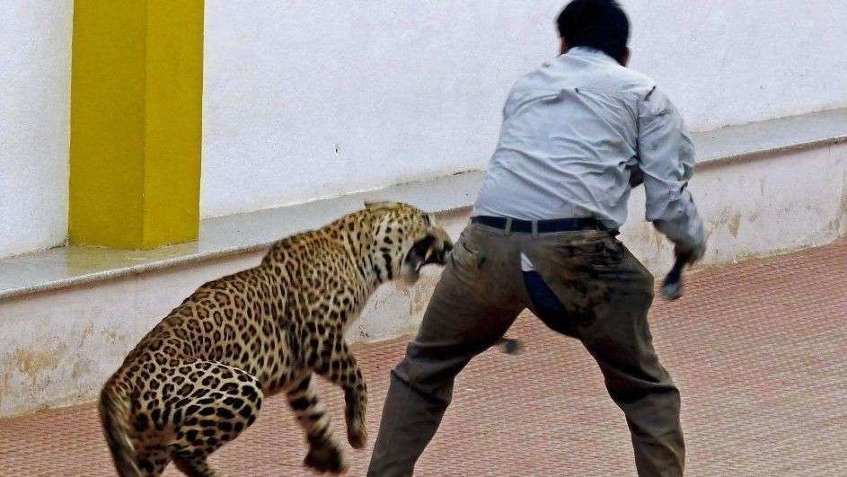 El leopardo atacó a tres personas.