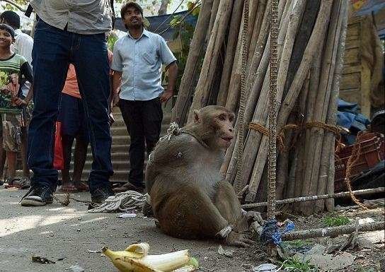 El mono fue detenido en una ciudad de la India.
