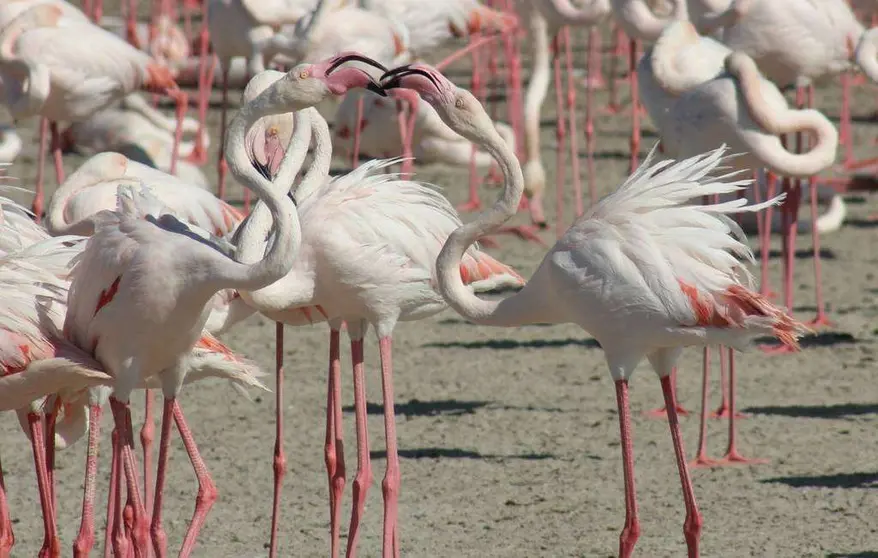 Las aves pasan el invierno en Dubai. (R. Unquiles)